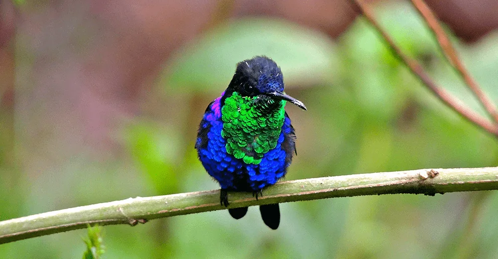 Colibrí como señal visual de biodiversidad tropical