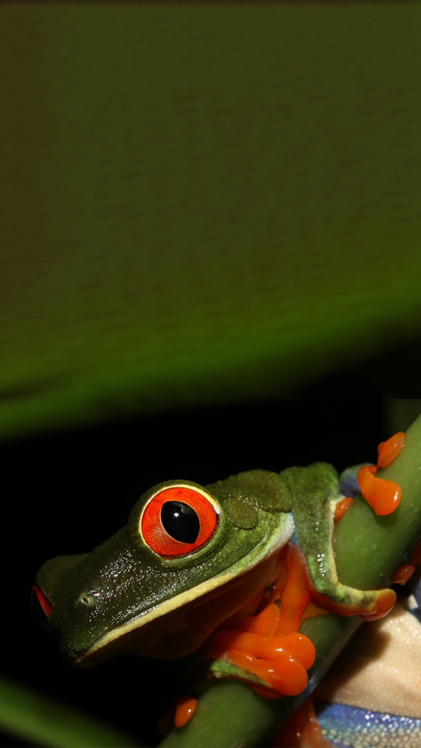 BIOTA Biodiversity Conservation Mechanism using Blockchain